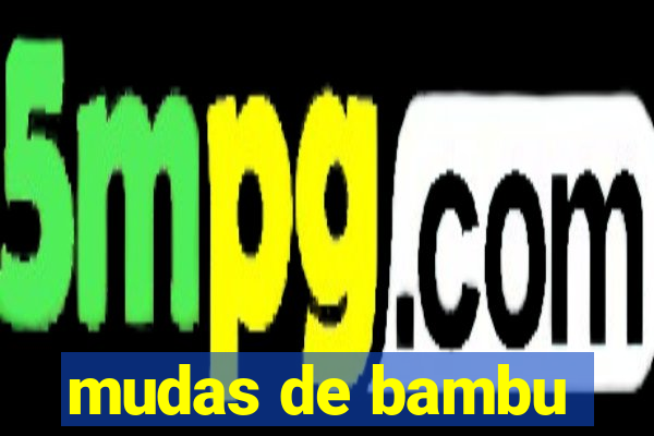 mudas de bambu