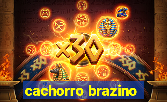 cachorro brazino