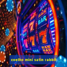 coelho mini satin rabbit