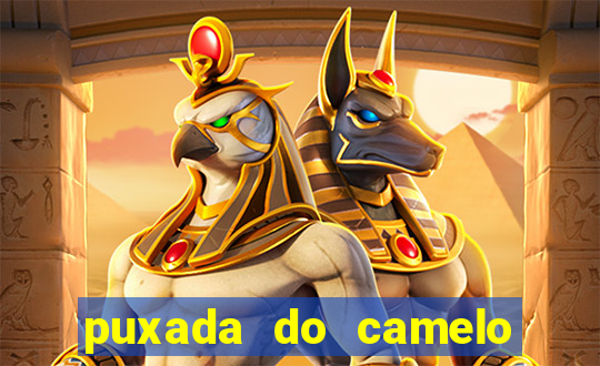 puxada do camelo no jogo do bicho