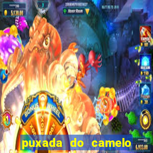 puxada do camelo no jogo do bicho